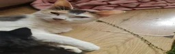 Mixed Breed cats for sale: Beautiful Tortoiseshell Kittens - Advert 1