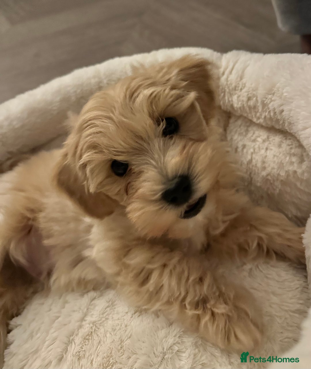 Maltipoo dogs for sale: F1 Maltipoo Pup 9 weeks - Advert 3
