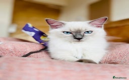 Ragdoll cats for sale: ADORABLE RAGDOLL KITTEN CHAMPIONLINE - Image 7