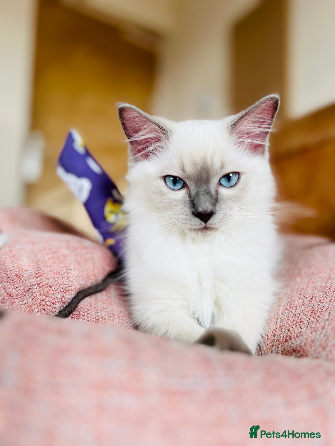 Ragdoll cats for sale: ADORABLE RAGDOLL KITTEN CHAMPIONLINE - Image 7