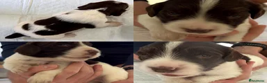Liver and White English Springer Spaniel Boy