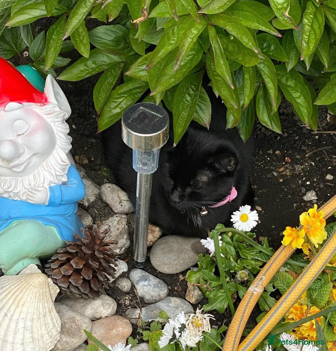 Mixed Breed cats for sale: Cute Boy Kitten in Dagenham - Advert 2