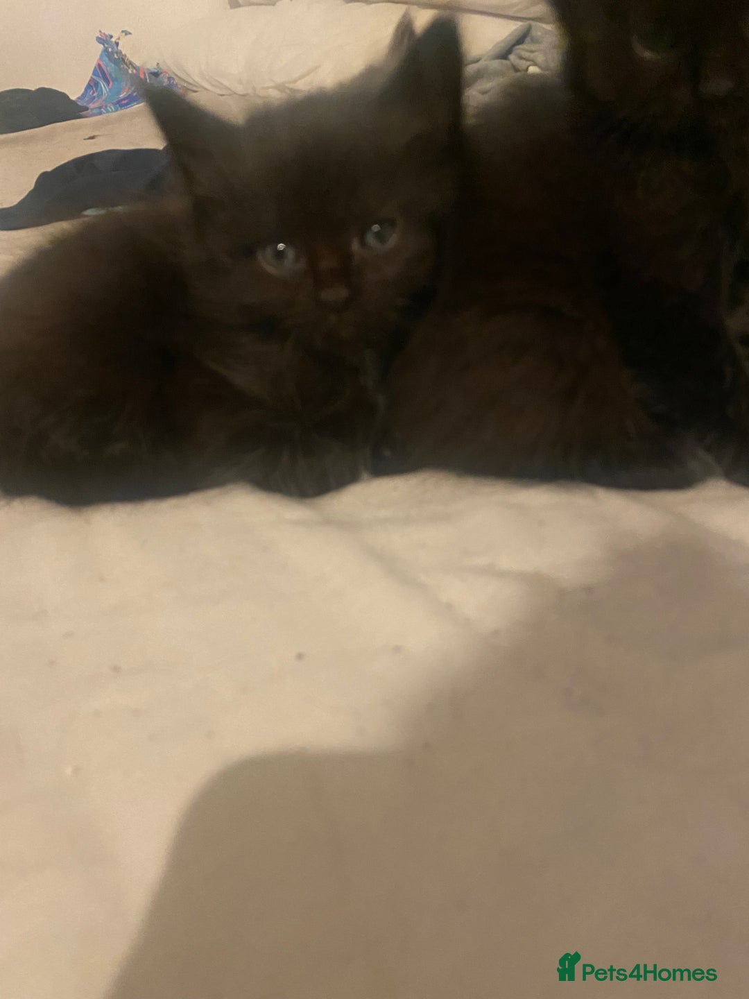 Mixed Breed cats for sale: beautiful kittens for sale *1 left* - Advert 7