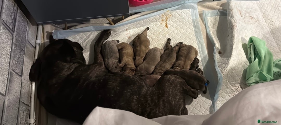 French Bulldog dogs for sale: 2 girls full French bulldogs  - Advert 9