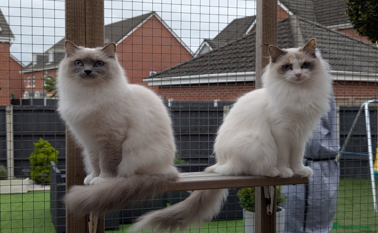 Ragdoll cats - Advert 15