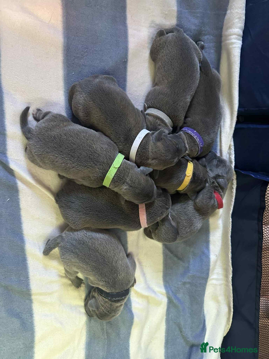 Mixed Breed dogs for sale: Blue staffy x classic bully Puppies 🐶 💙  - Image 21
