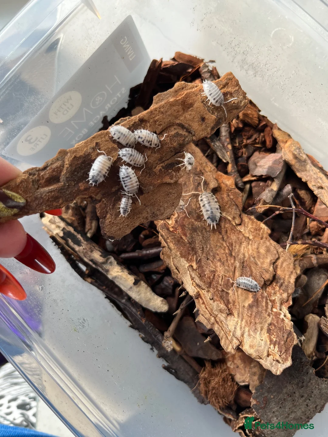 Isopods invertebrates for sale: Dairy cow isopods in Sudbury - Advert 2