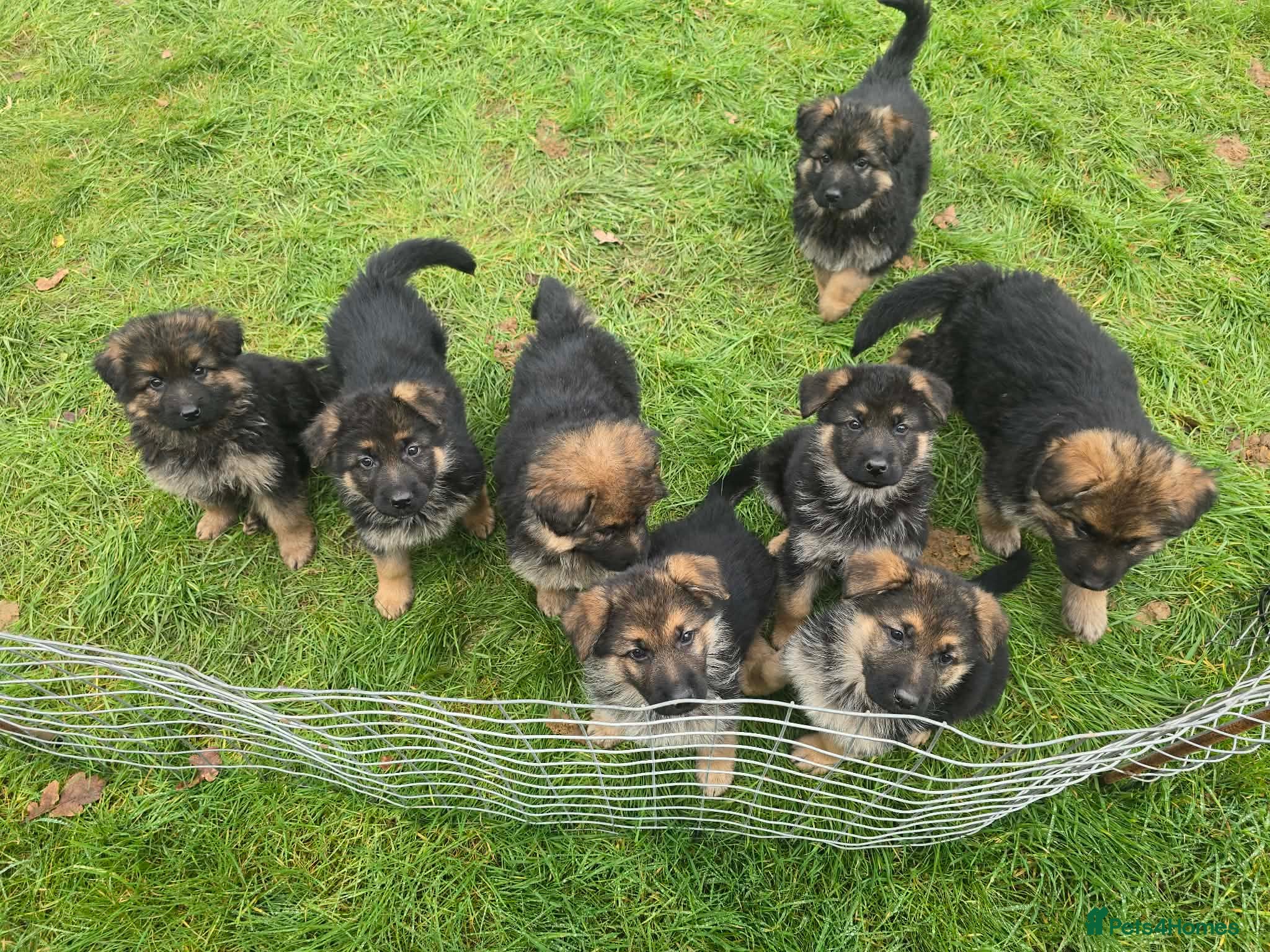 German Shepherd dogs Beautiful KC registered German Shepherd pups - Advert 1