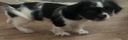 Shih Tzu dogs for sale: 10 week old male black & white shih tzu puppy  - Advert 6