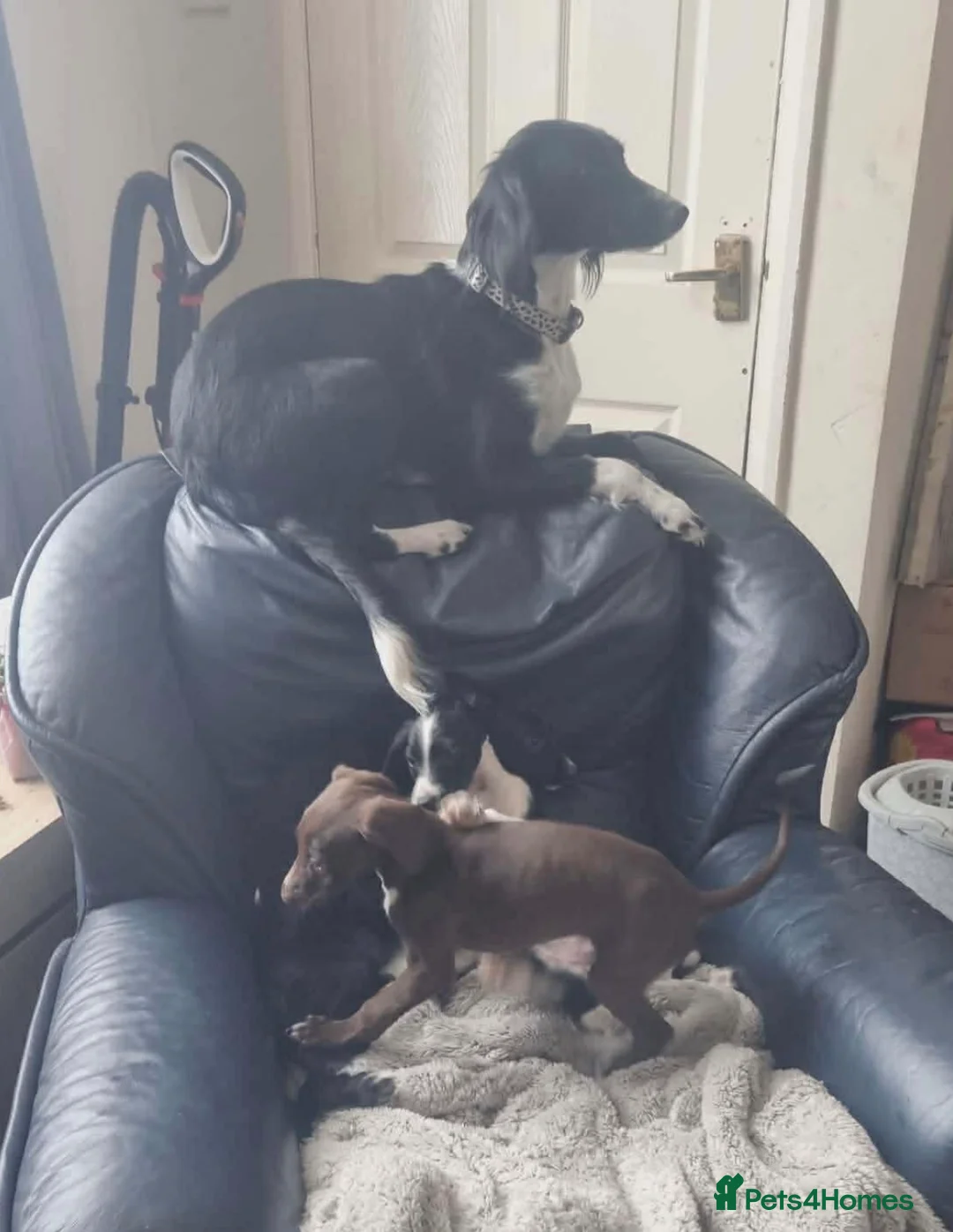 Mixed Breed dogs for sale: Springer spaniel lurcher puppies - Advert 2