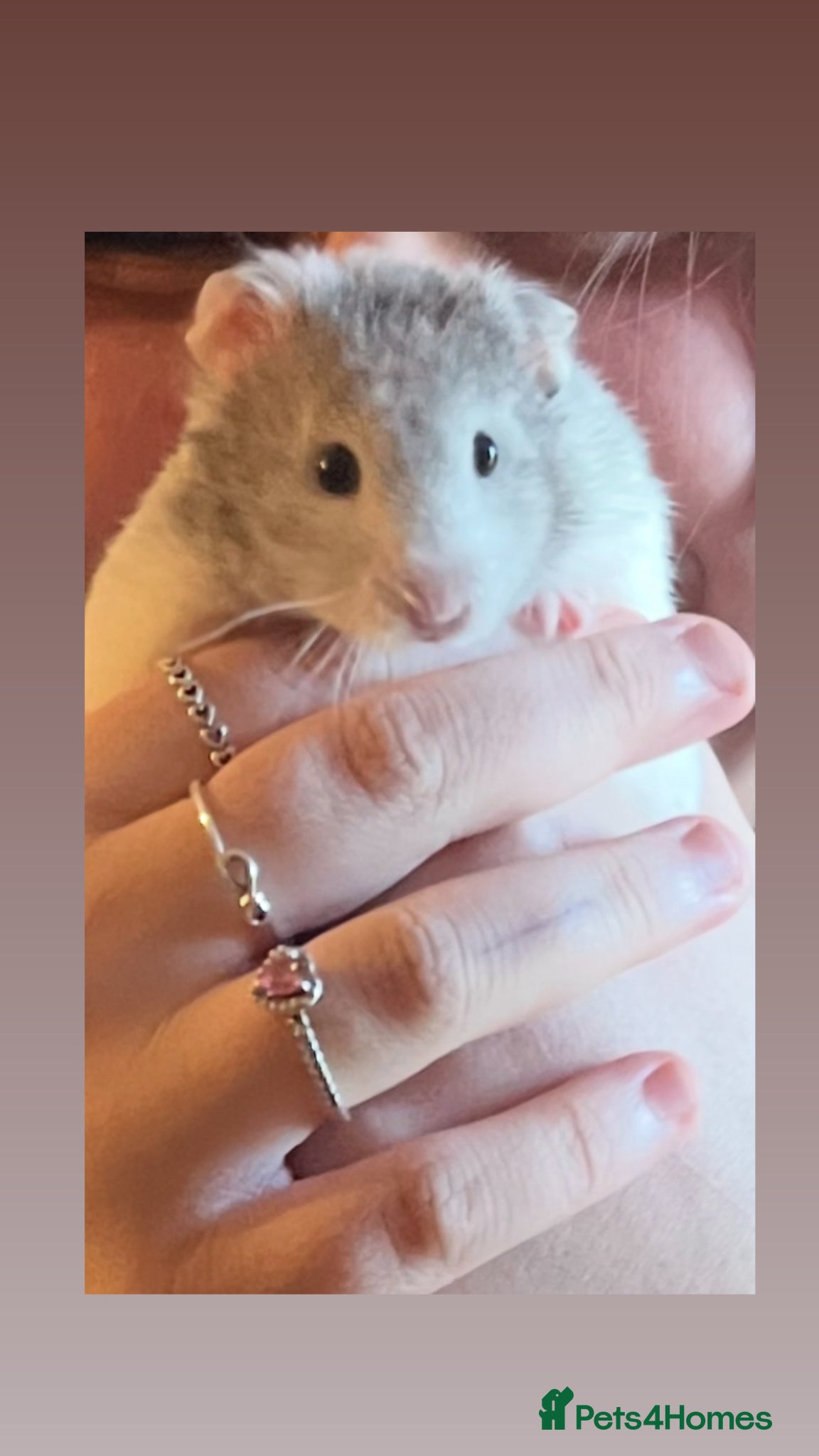 Hamster rodents Syrian Hamster for sale  - Advert 7