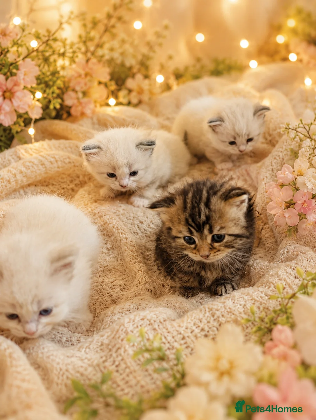Siberian cats for sale: Hypoallergenic Champion Siberian Kittens-Ready JUL - Advert 1