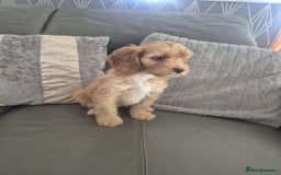 Cockapoo dogs for sale: F1 cockapoo - Ready Now - Image 25
