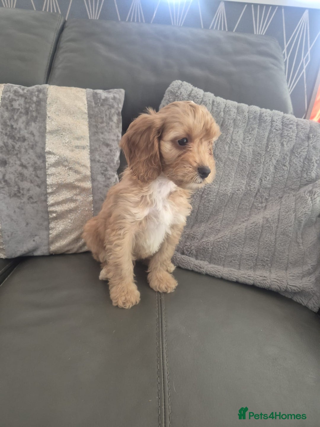 Cockapoo dogs for sale: F1 cockapoo - Ready Now - Image 25