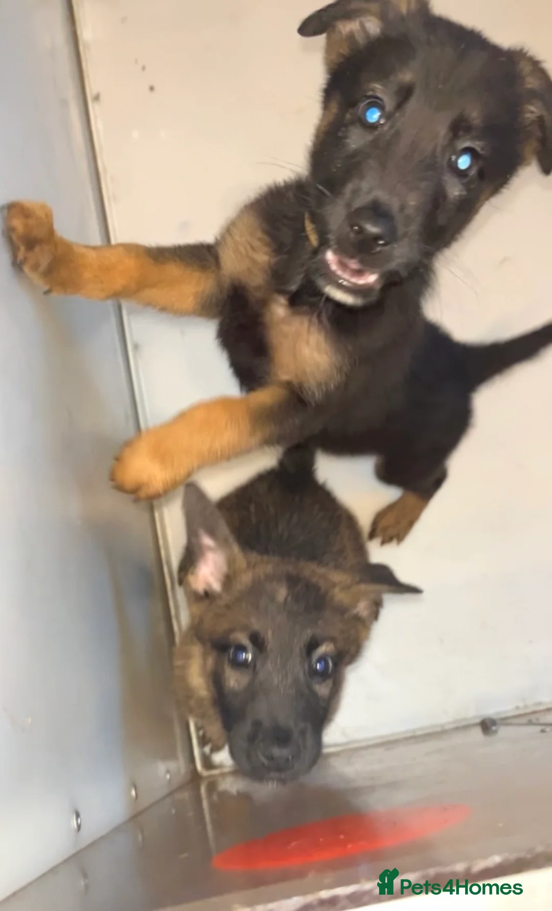 Belgian Shepherd Dog dogs for sale: Belgium malino - Advert 9