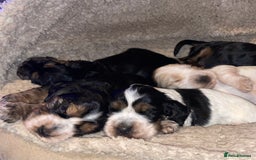 Cocker Spaniel dogs for sale: Cocker Spaniel - Show type - the calm type - Image 17