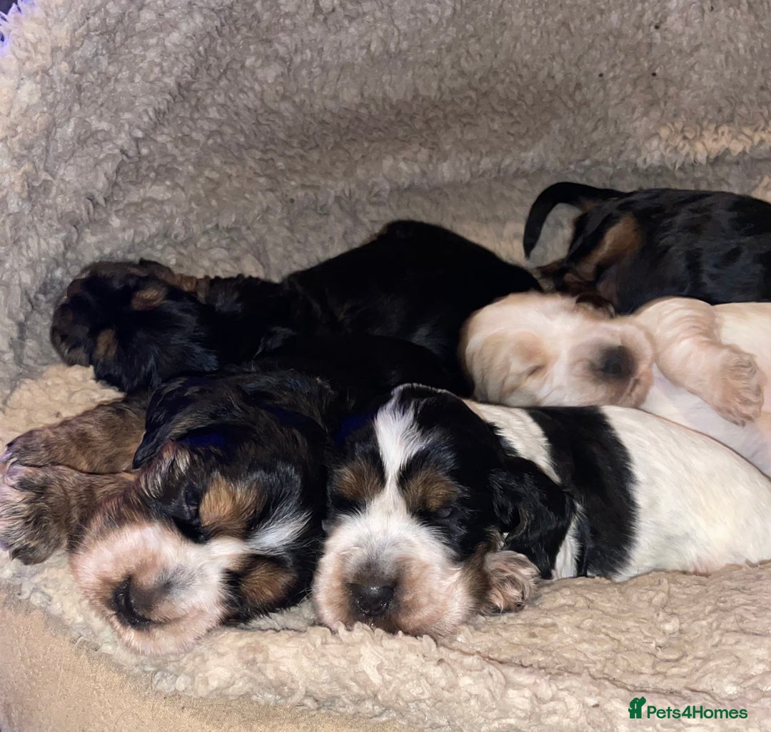 Cocker Spaniel dogs for sale: Cocker Spaniel - Show type - the calm type - Image 17