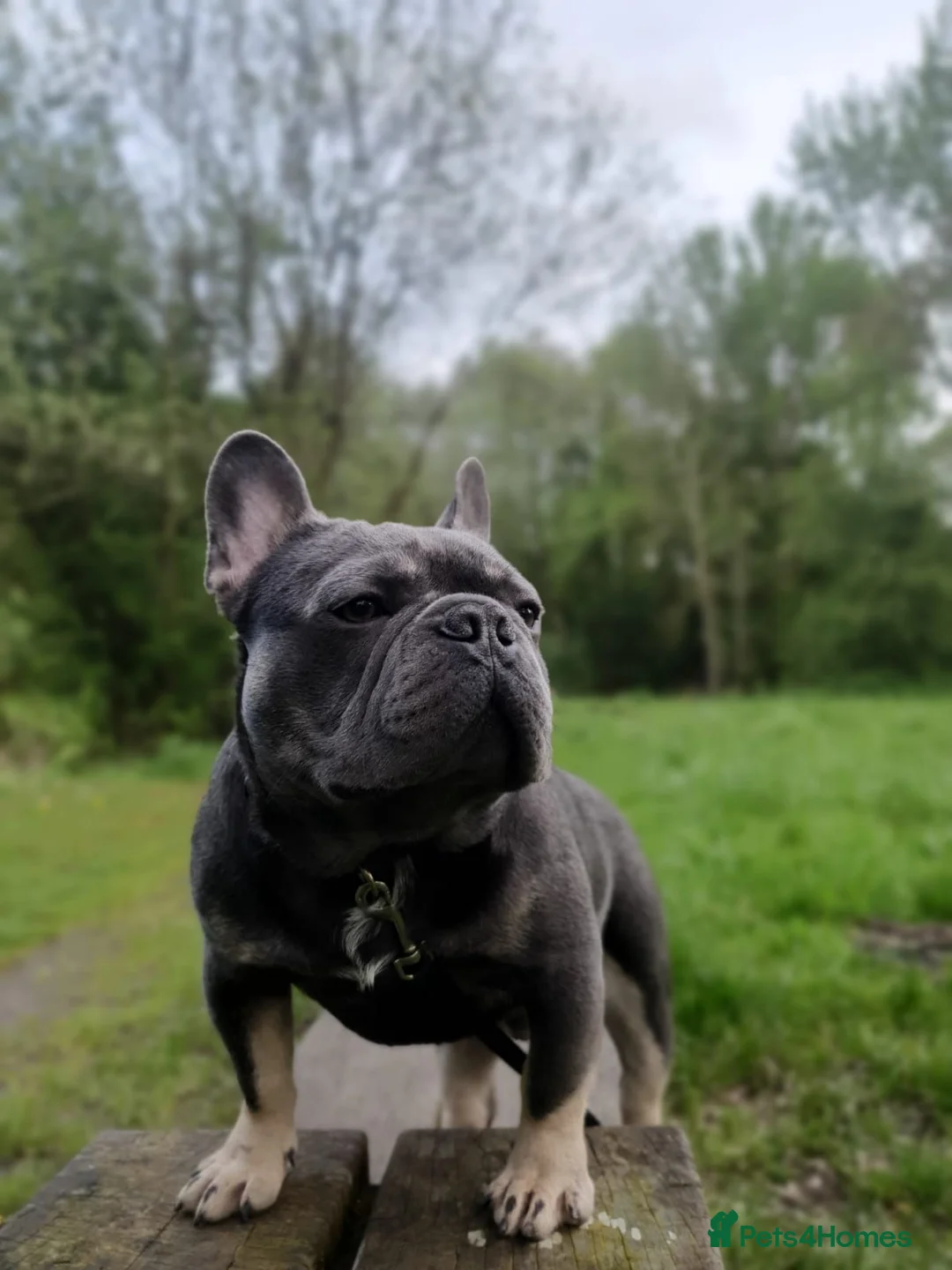 French Bulldog dogs for sale: Stunning Male Blue Tan Frenchie  in Manchester - Advert 6