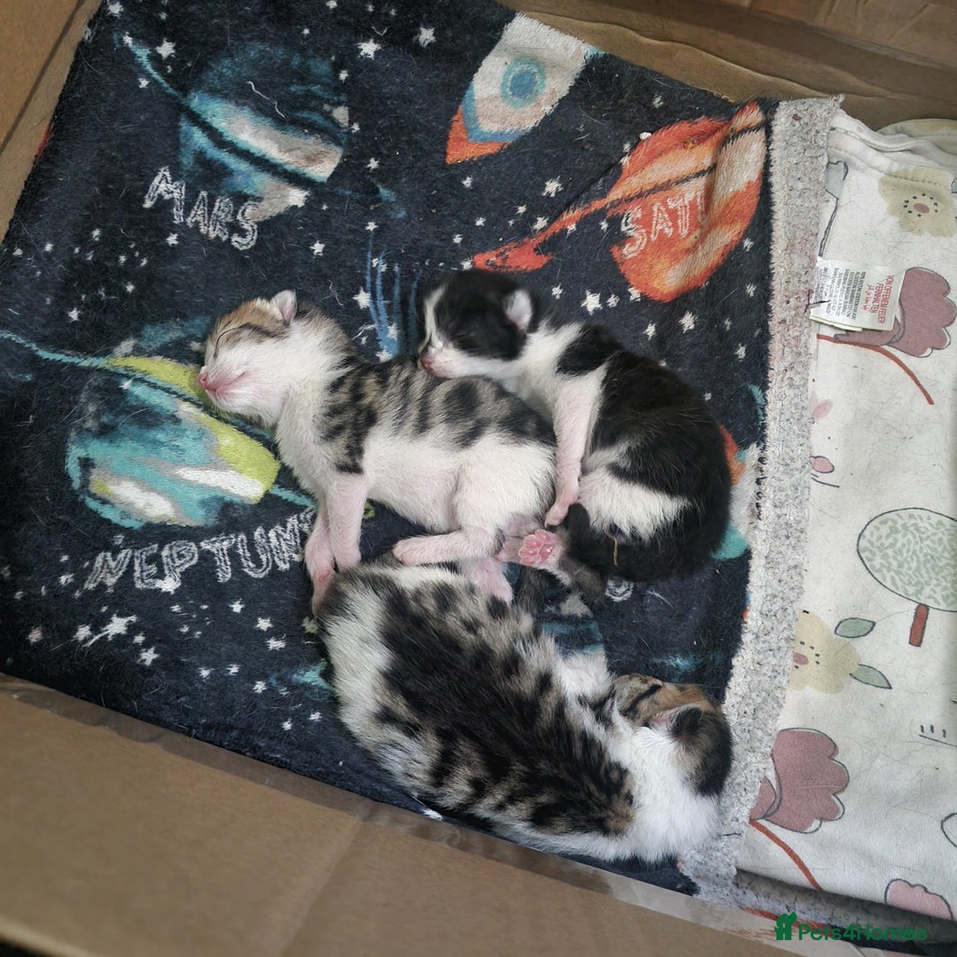 Mixed Breed cats for sale: Beautiful half bengal kittens  - Image 4