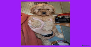 Cockapoo dogs - Advert 5