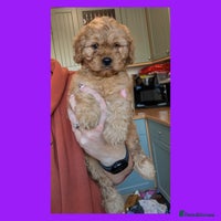 Cockapoo dogs - Advert 5