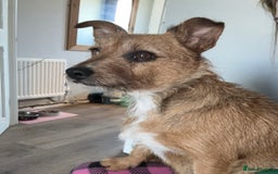 Jack Russell dogs for sale: Jack Russell’s  - Advert 2