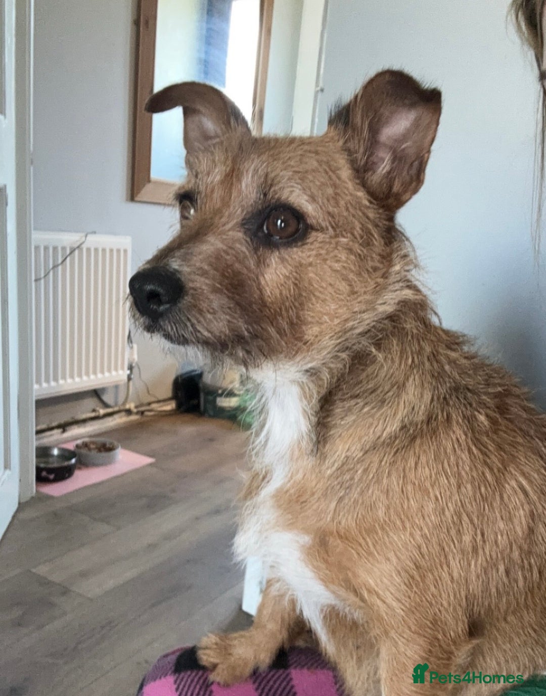 Jack Russell dogs for sale: Jack Russell’s  - Advert 2