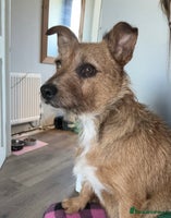 Jack Russell dogs Jack Russell’s - Advert 6