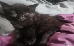 British Shorthair cats for sale: Black kittens  - Image 3
