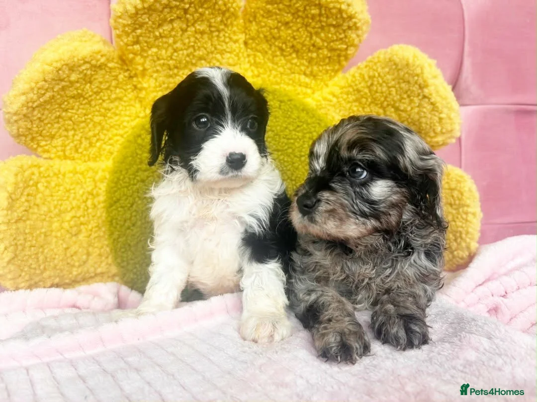 Cavapoo dogs for sale: 🥰F1 cavapoo  puppies 🥰 - Advert 2