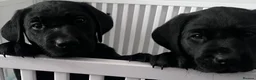 Labrador Retriever dogs for sale: Beautiful KC Labradors - Advert 7