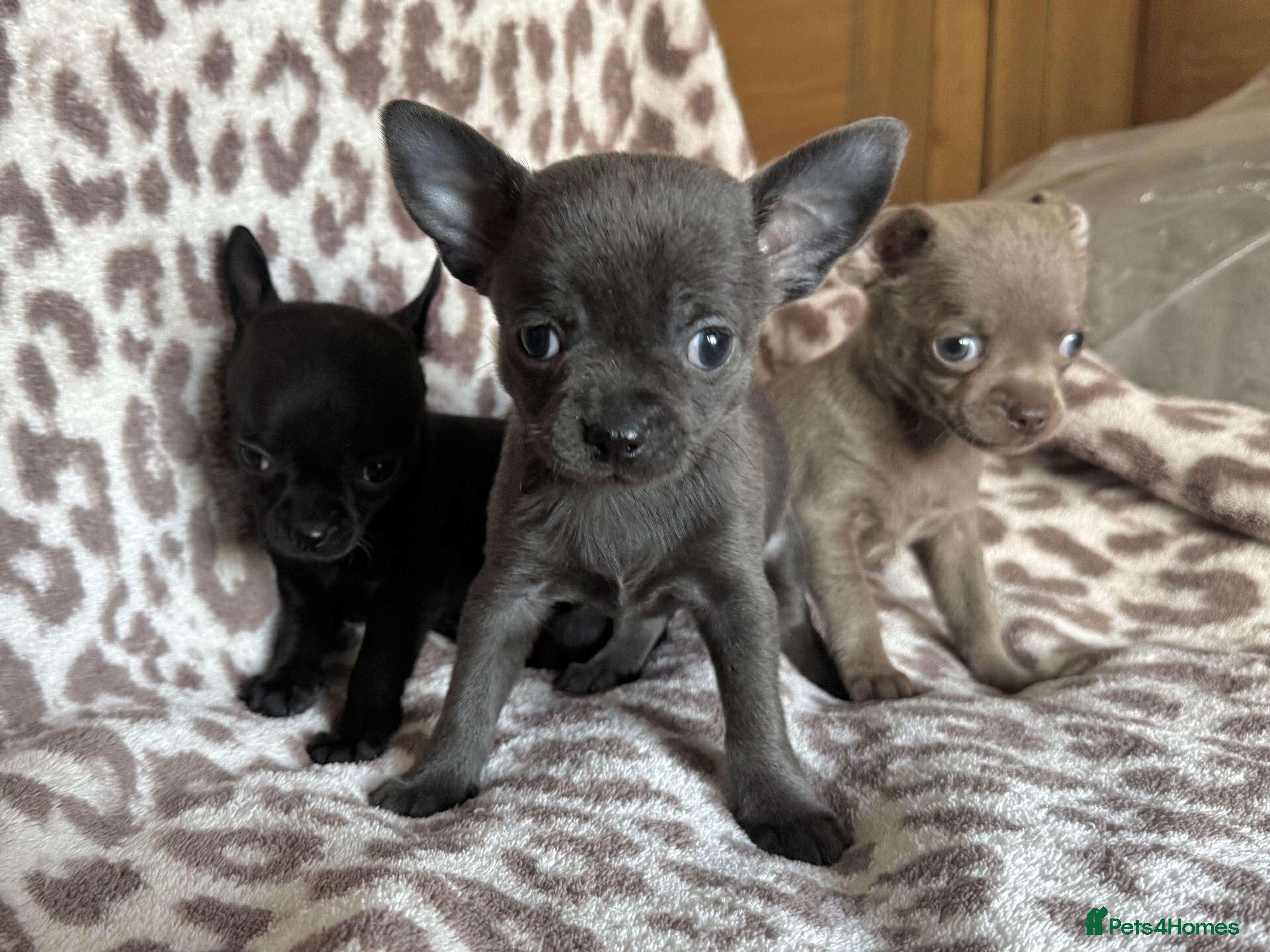 Chihuahua dogs KC Reg short-hair Chihuahua apple-headed puppies - Advert 2