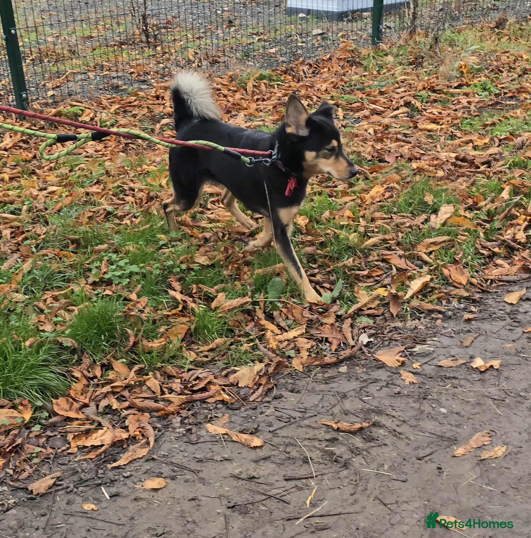Mixed Breed dogs for adoption: BRILLIANT BERTIE - Image 5