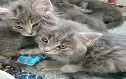 Mixed Breed cats for sale: Six gorgeus kittens  - Image 1