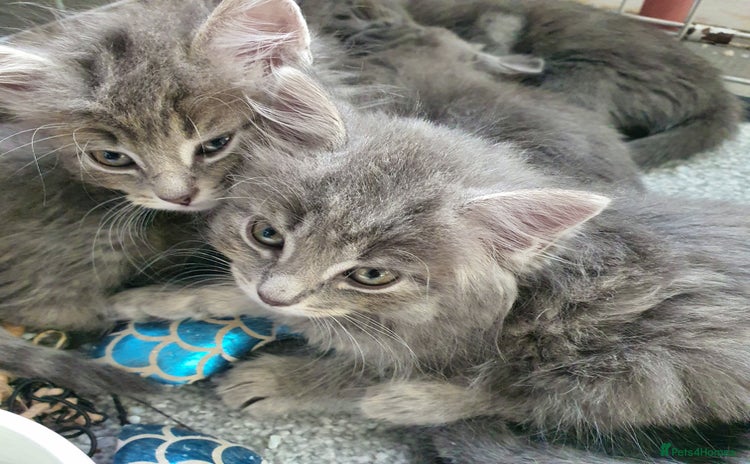 Mixed Breed cats - Advert 4