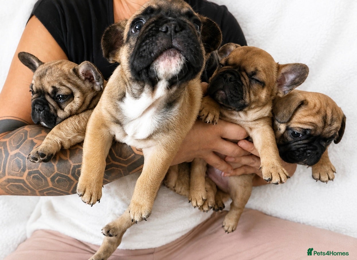French Bulldog dogs TOP QUALITY KC REG FRENCH BULLDOG PUPPIES(HEALTHT) - Advert 11