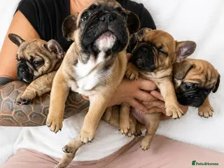 French Bulldog dogs TOP QUALITY KC REG FRENCH BULLDOG PUPPIES(HEALTHT) - Advert 11