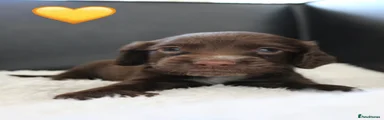 Sprocker 5