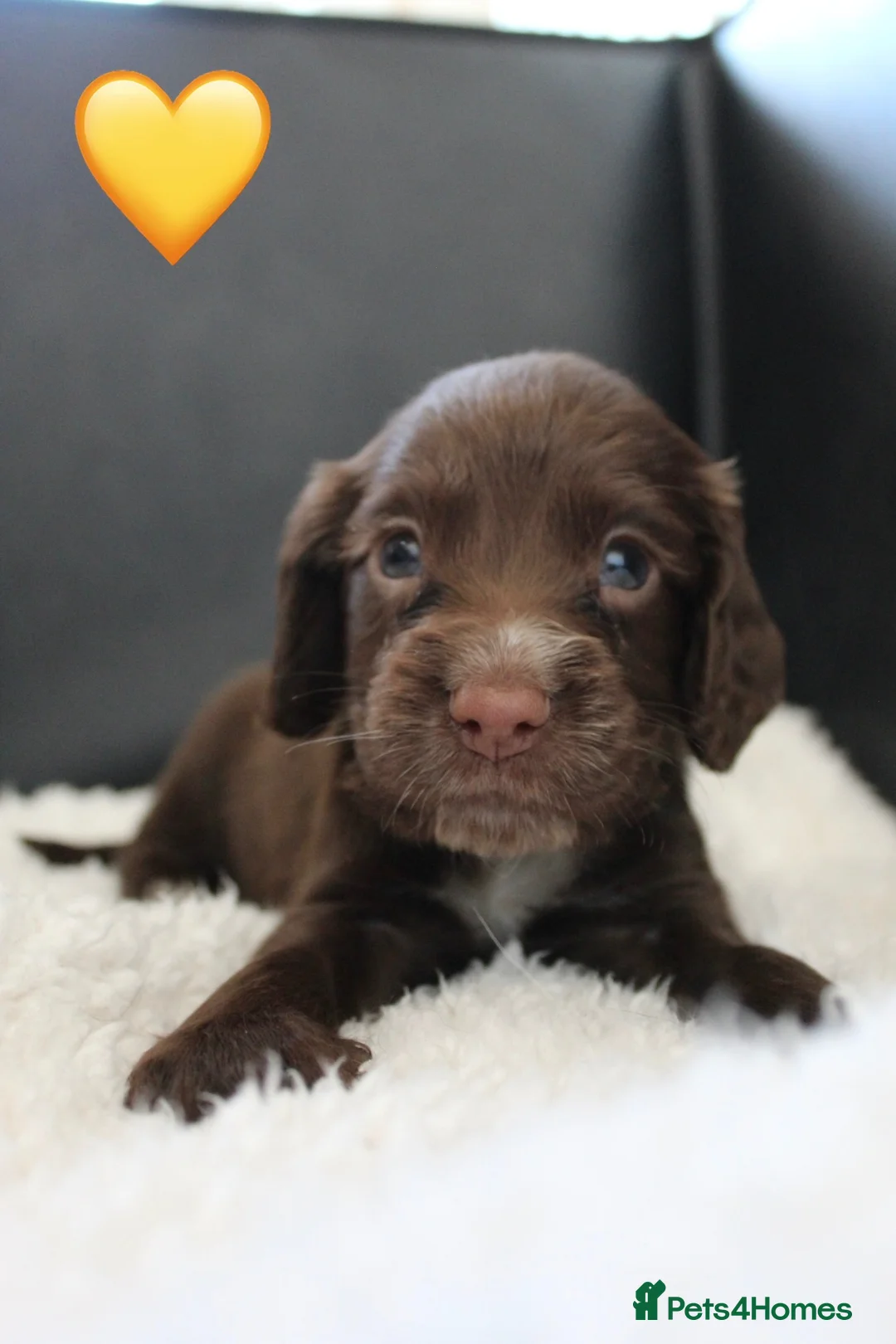 Sprocker dogs for sale: Beautiful Sprocker Spaniel puppies  - Advert 15