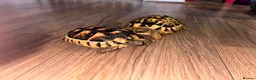 Hermann Tortoise reptiles for sale: Two Herman tortoises  in Salford - Advert 3