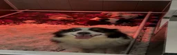 Australian Shepherd dogs for sale: Australian Shepherd Puppies - Advert 6