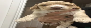 Cockapoo 3