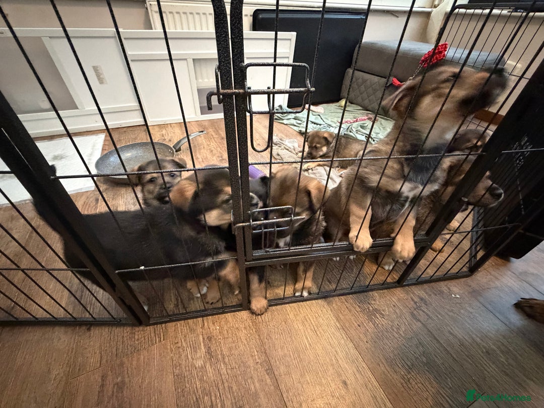 Mixed Breed dogs for sale: HuskyGerman/Rotweiler mixed breed puppies for sale - Advert 8