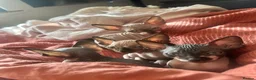 Sphynx cats for sale: Beautiful sphinx kittens  - Advert 9
