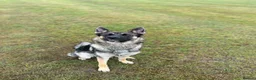 German Shepherd dogs for sale: German shepherd  - Advert 7