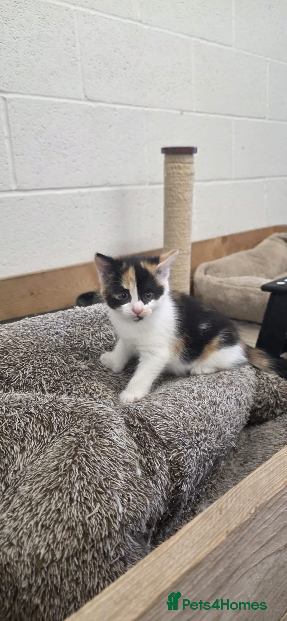 Domestic Shorthair cats for sale: 5 stunning black, ginger and white kittens - Advert 24