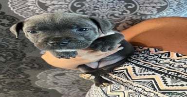 Staffordshire Bull Terrier dogs - Advert 2