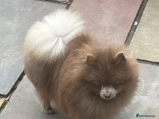 Pomeranian dogs in Pontefract - Advert 25