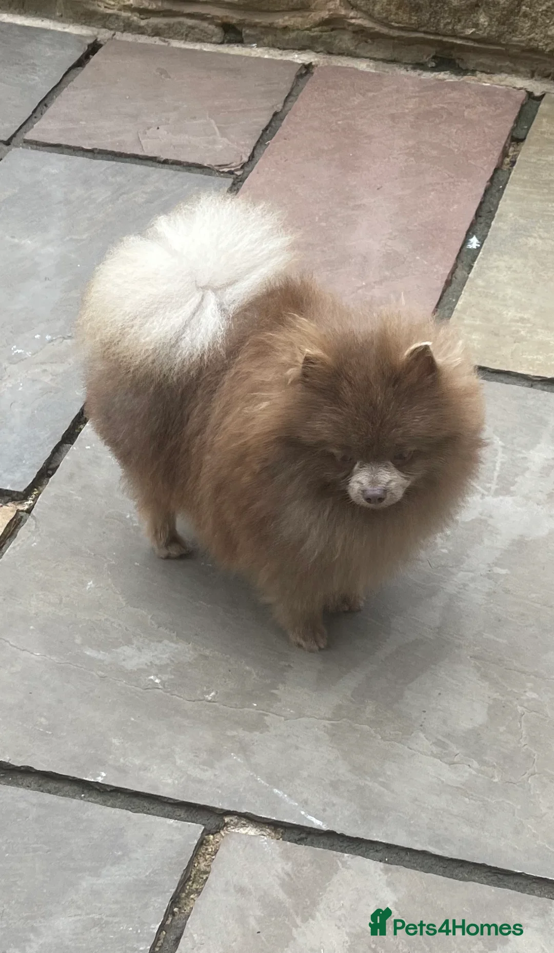 Pomeranian dogs for stud: Tiny Beautiful Lilac kc Boy weighs 3 pound 11  in Pontefract - Advert 2