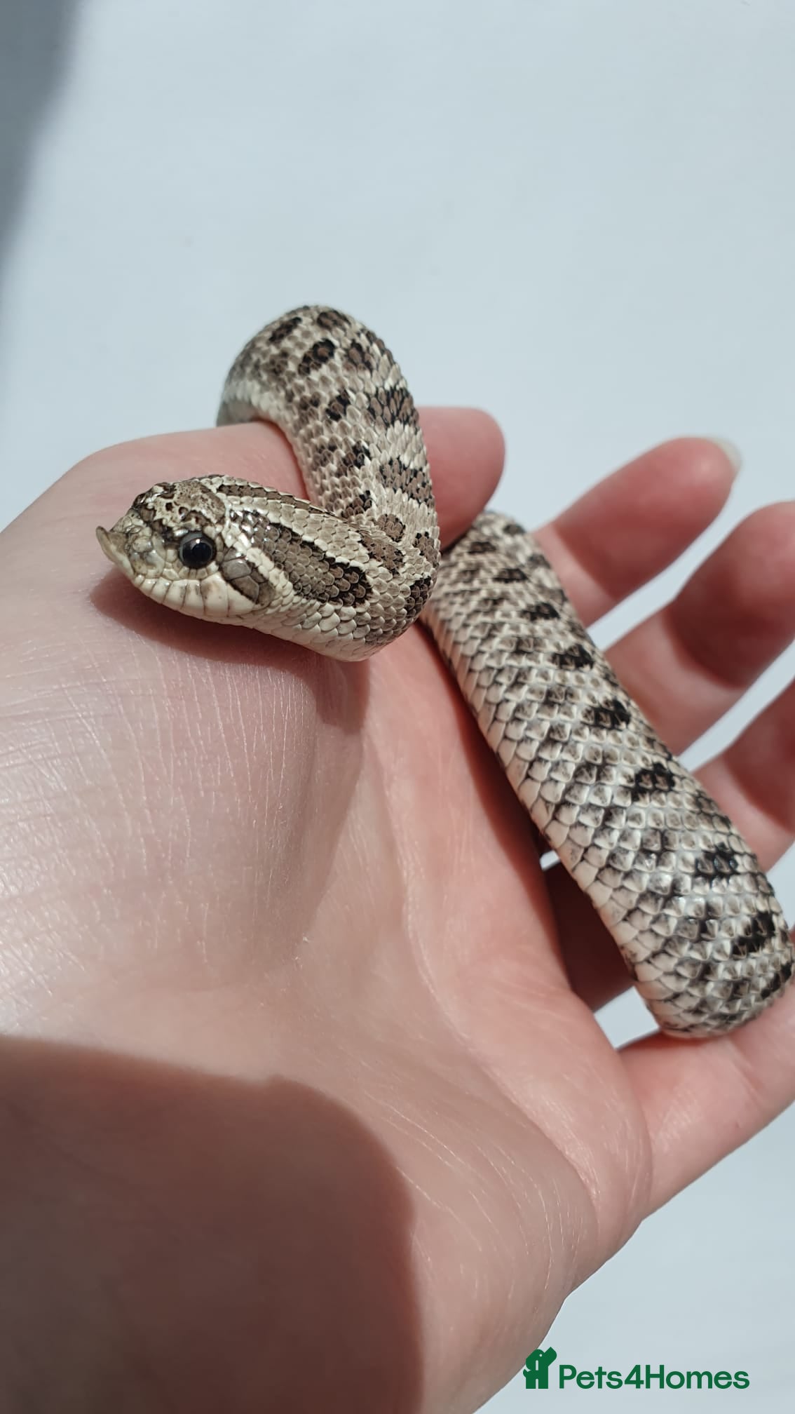 Snake reptiles  Western hognose snakes from £120 & Leachie gecko - Advert 6